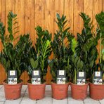 Zamiokulkas (Zamioculcas zamifolia) ´RAVEN´ - výška 30-40 cm, kont. C2L